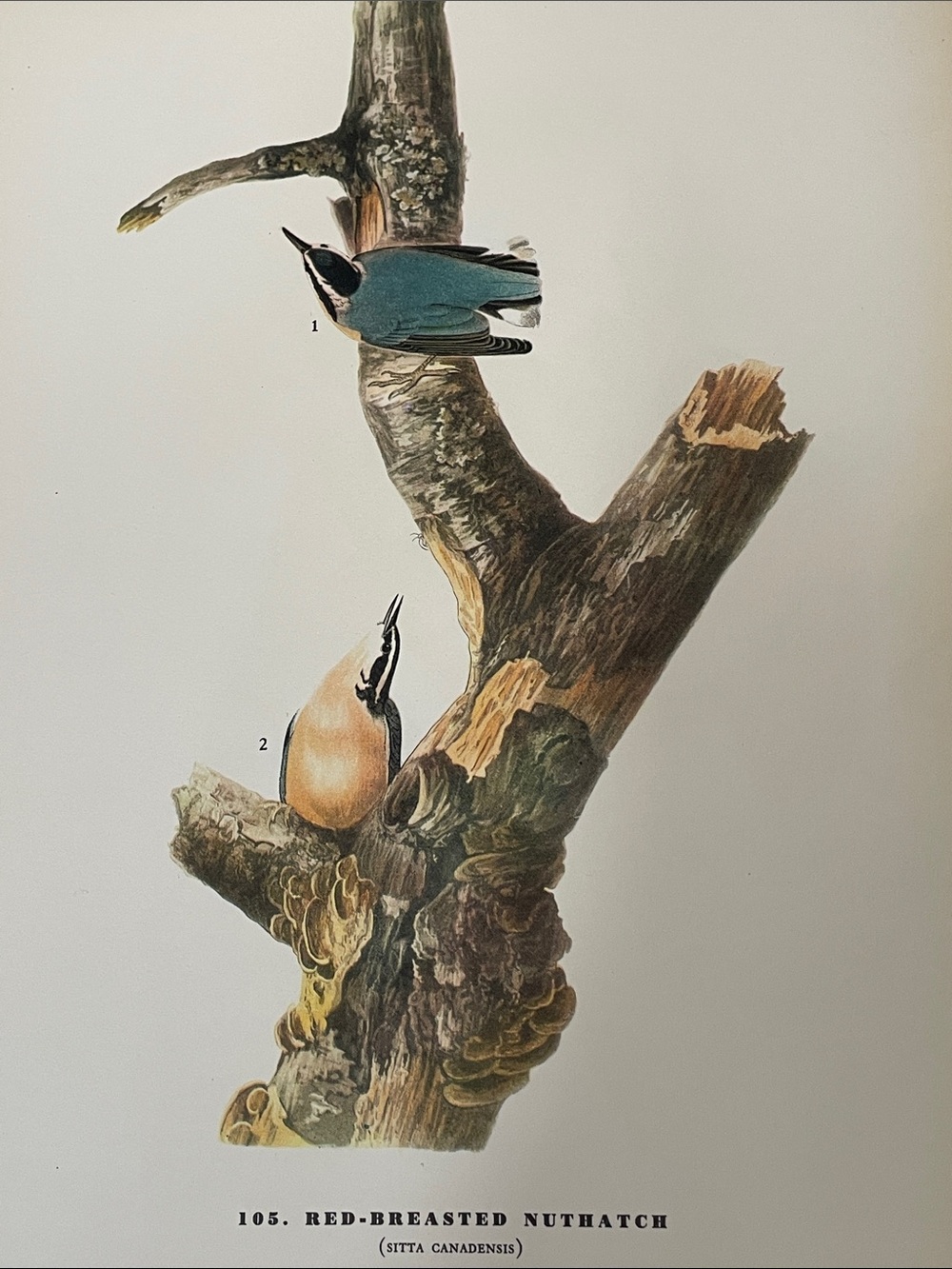 Red-breasted Nuthatch Art Print - Blue and Rust Bird Illustration